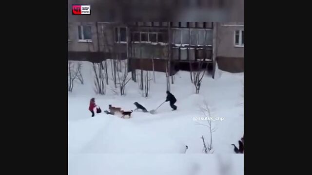 По Иркутску и области всё ещё свободно разгуливают стаи собак