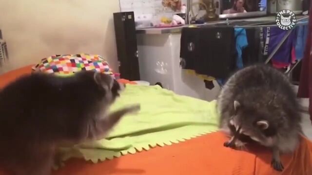 Самые забавные видео с животными за 2017 год