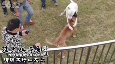 Gull Terr vs Presa Canario