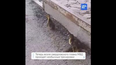Свердловский главк пополнил штат молодыми утками