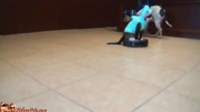 Котик в костюме акулы, верхом на роботе-пылесосе roomba, преследует утку