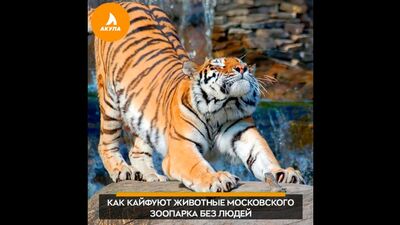 Зоопарк | АКУЛА