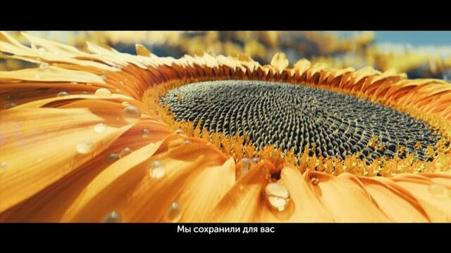 Семечки "Джинн" - поделитесь с вашими близкими