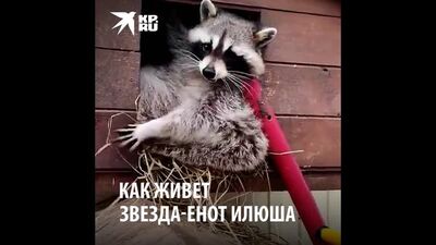 Как живет звезда Интернета енот Илюша