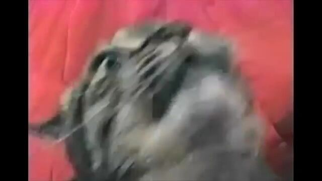 Вьетнамские флешбеки у кота.mp4