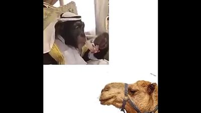 Monkey memes - Arab monke