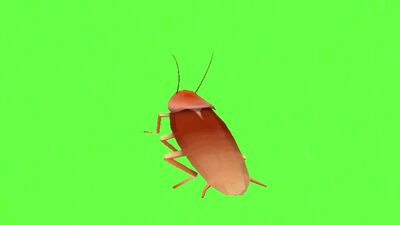 Dancing Cockroach Meme Greenscreen.mp4