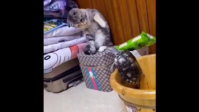 OMG So Cute ♥ Best Funny Cat Videos 2021 #1_001_001_001.mp4