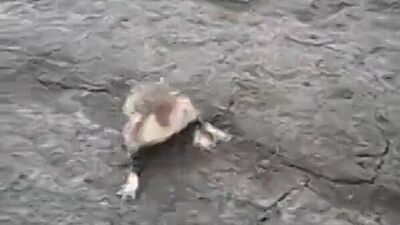 Агрессивный хомяк (зверь)