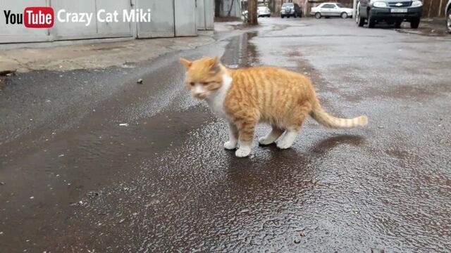 Желтая кошка мяуканье 10 минуты видео играет кошки видео yellow cat meowing 10 MINUTES OF FUNNY CATS