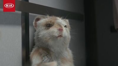 Музыка из рекламы Kia Soul Turbo - The Turbo Hamster Has Arrived (2017)