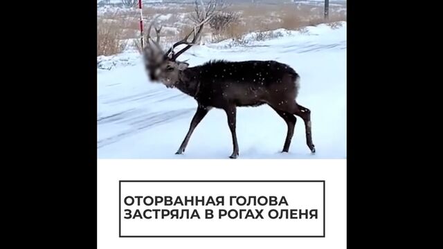 Оторванная голова застряла в рогах оленя