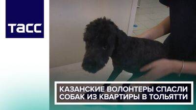 Казанские волонтеры спасли собак из квартиры в Тольятти