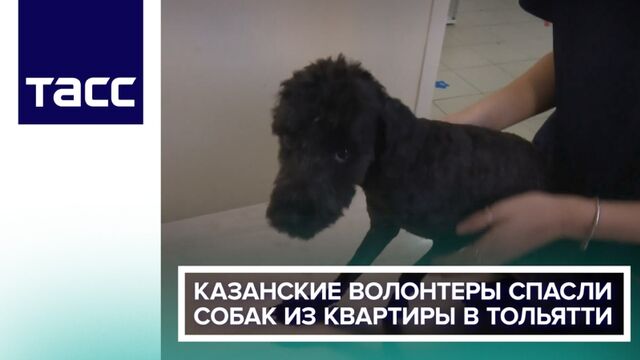 Казанские волонтеры спасли собак из квартиры в Тольятти
