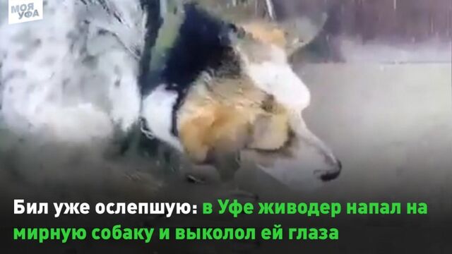 Бил уже ослепшую: в Уфе живодер напал на мирную собаку и выколол ей глаза