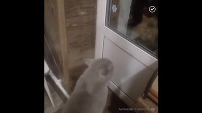 Кот, открой дверь