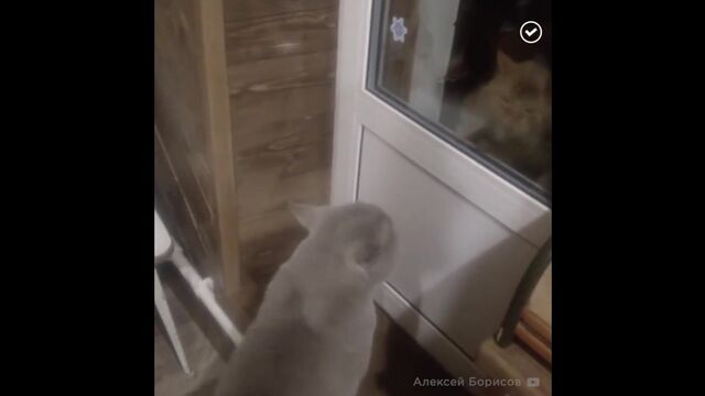 Кот, открой дверь