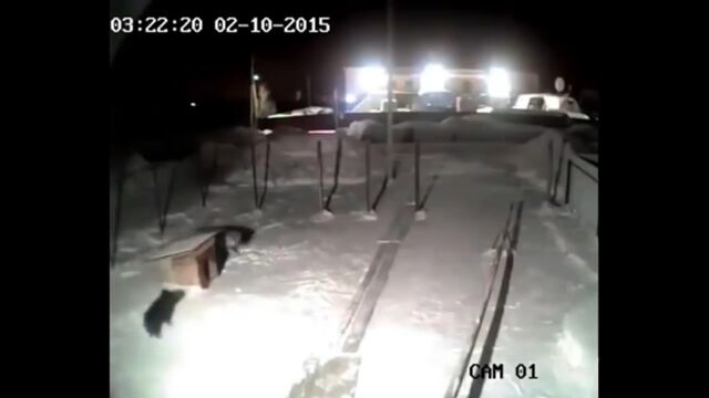 Video by Опасная Природа