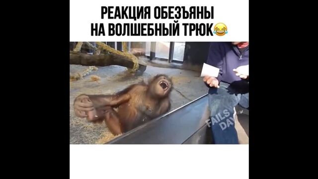 Реакция обезьяны на фокус