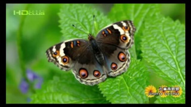 Владимир Маркин - Белая Черемуха караоке