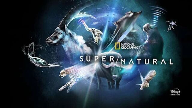 SPN 1X01