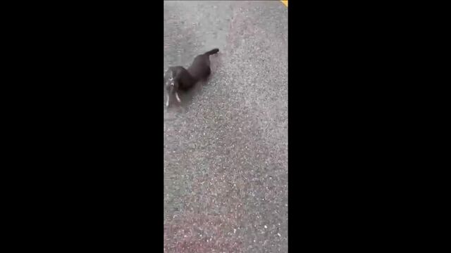 Здорово, мужик, есть заяц? На, мужик, зайца