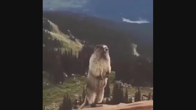 Сурок орёт в горах(1).mp4
