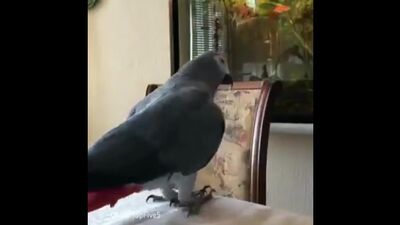 Уже несколько дней заряжаюсь позитивом от этого ролика. А ведь это просто попугай Тимоша!