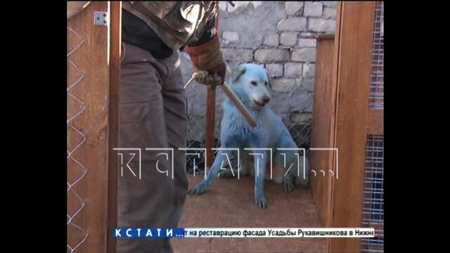 Синим собакам из Дзержинска, прославившимся на всю Россию - построили новый дом