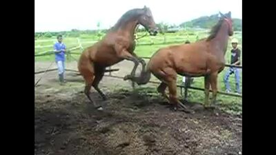 Horse breeding (tamby)1