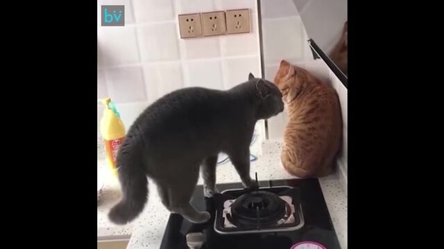 Девушка, когда я поздно пришёл домой