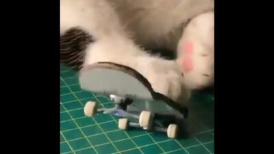 Quarantine Day 34 cat learning how to techdeck