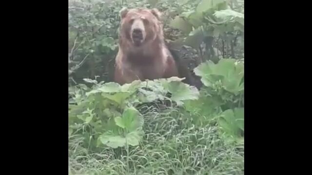 В Сочи медведь встал в полный рост перед людьми и ушёл в лес