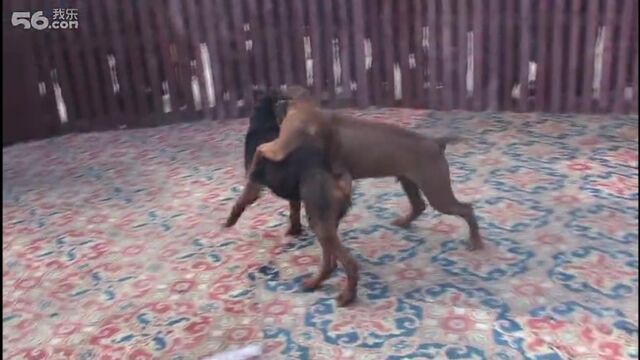 Собачьи бои китайская горная красная собака (лайчжоу) щенок vs питбуль
