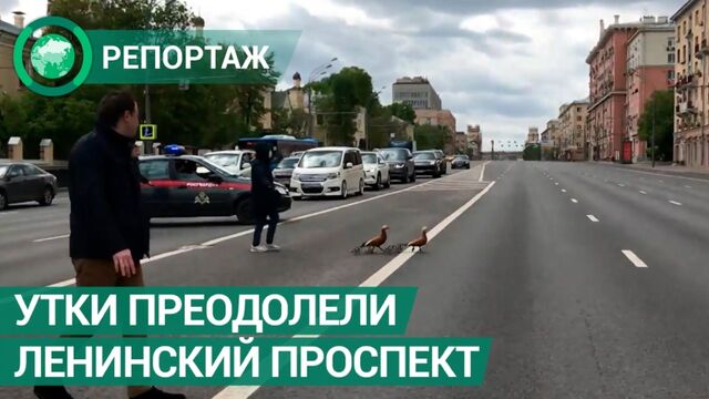 Ленинский проспект в столице перекрыли для безопасного прохода уток. ФАН-ТВ