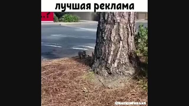 Лучшая реклама Snikers