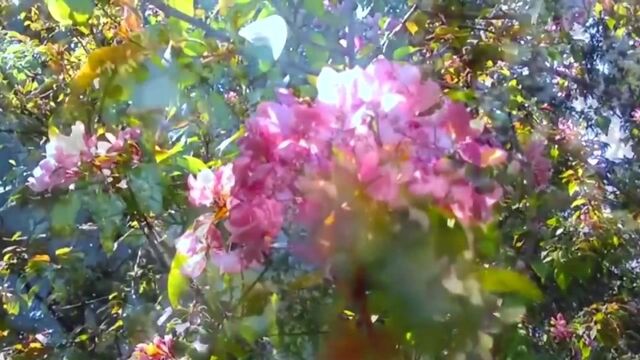 Мелодия весны. Цветение сада. Melody Spring. Blooming garden