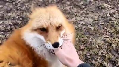 А вы слышали, как смеются лисы?