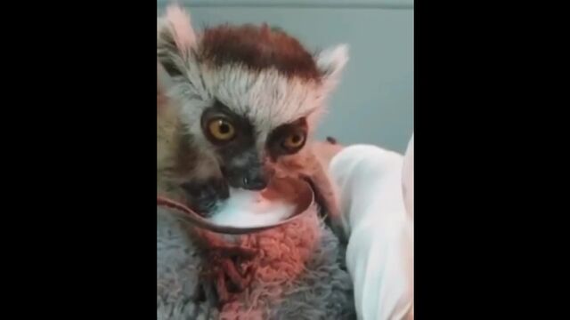 Лемур по имени Ковид