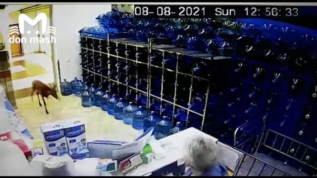 В ростовский магазин ворвался раненый олень