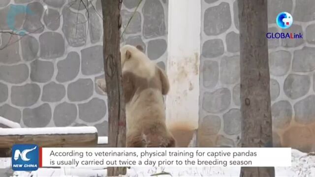 Коричневая панда
