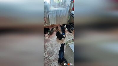 В Екатеринбурге десятерых щенков выбросили в могилу. Горожанка спасла их — и теперь не знает, что делать