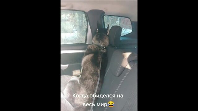 Одинокий одиночка ( со звуком)
