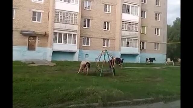 Video by Подслушано Ивдель News