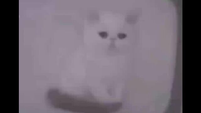Котенок грустит