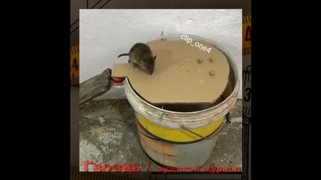 Ловушка для мышей своими руками!