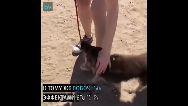Карликовая немецкая овчарка