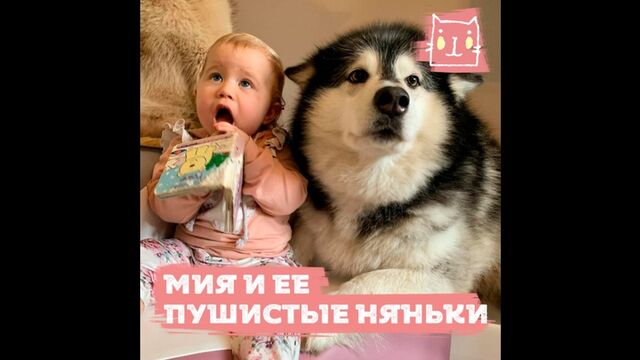 Три гигантских маламута и мейн-кун воспитывают маленькую девочку