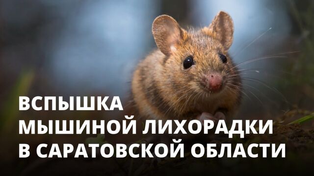Вспышка мышиной лихорадки в Саратовской области. Что делать?