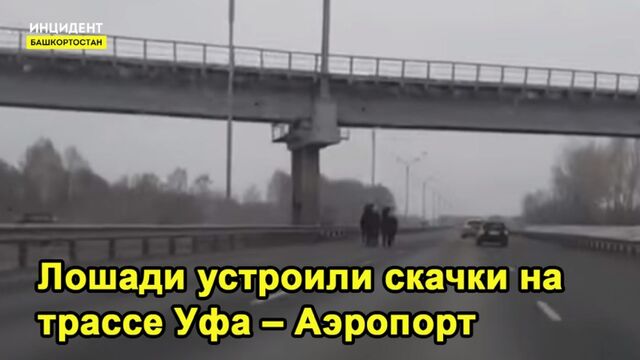 Сбежавшие лошади устроили скачки на трассе Уфа – Аэропорт- ВИДЕО
